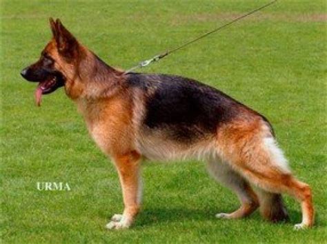 VA3 (BSZS) Marlo von Baccara Pedigree .